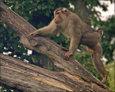 Lampongaap (Macaca nemestrina)