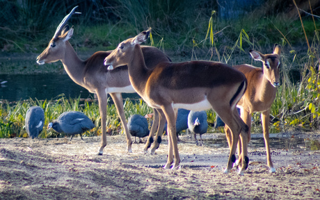 Impala's en parelhoenders