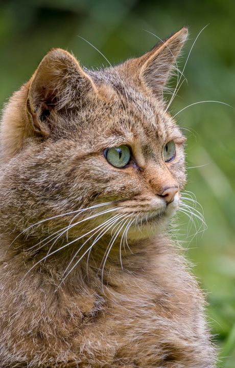 Portret van een Europese Wilde Kat