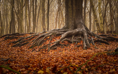 In de herfst van het leven!