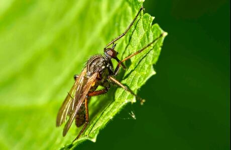 Bruinvleugelroofvlieg.