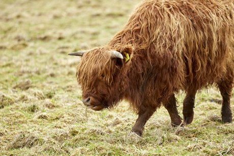 Schotse Hooglander