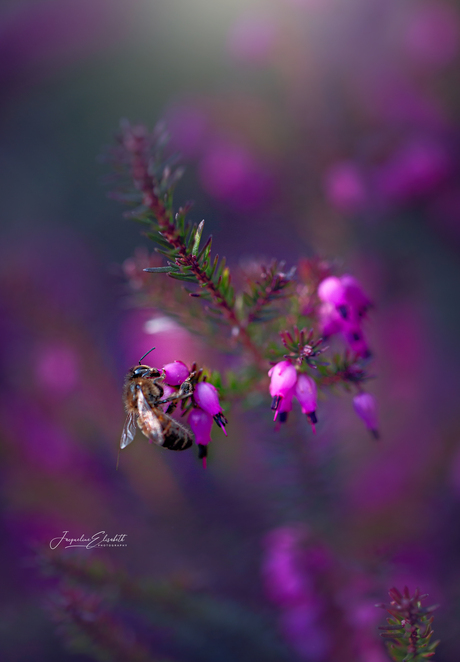 Soft wings in a sea of heather.