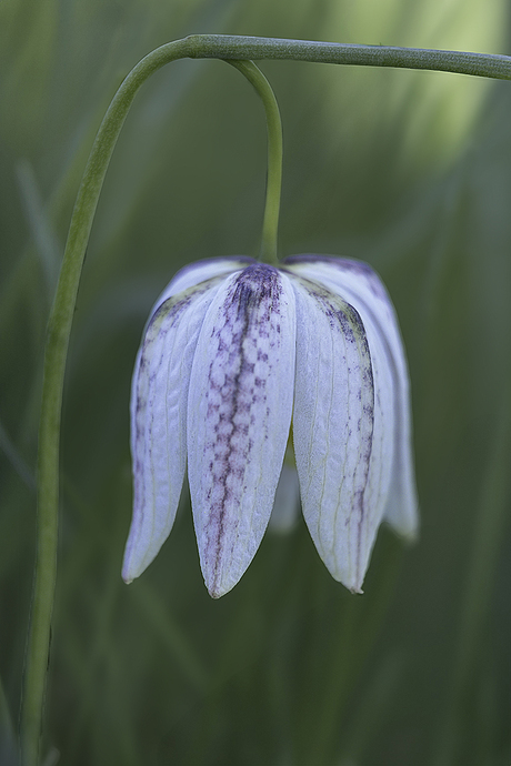 Wit-rode kievitsbloem