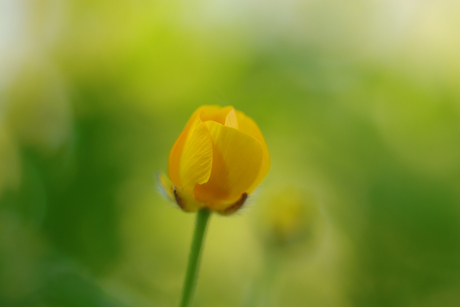 gele dotterbloem (met avond licht)