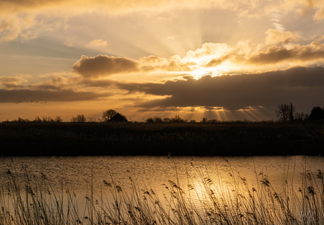 Jacobsladders in de Volgermeerpolder