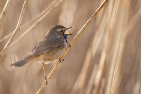 Blauwborst verstopt in het riet