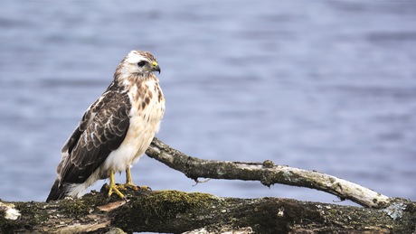 Blonde buizerd op de uitkijk