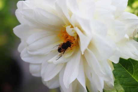 Op zoek naar nectar