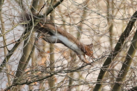 Spelend door de boomtoppen