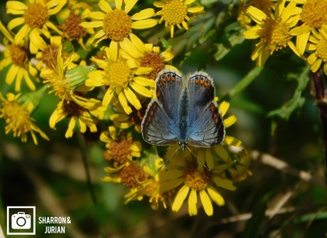 Icarus blauwtje 