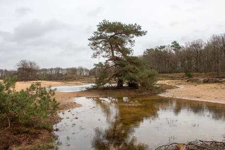 wachten op het voorjaar