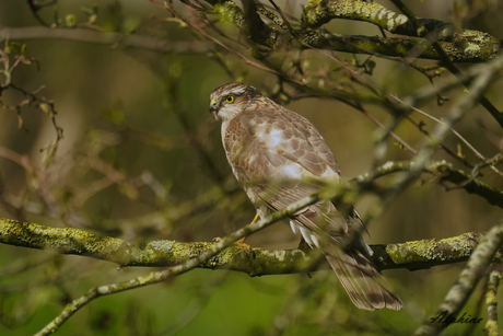 Sperwer in eigen tuin op Texel