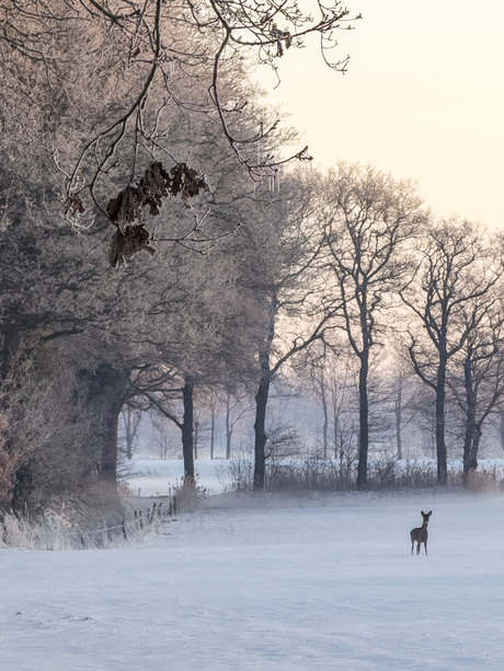 Ree in de sneeuw