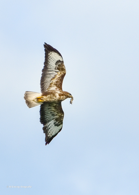 Buizerd met muis 