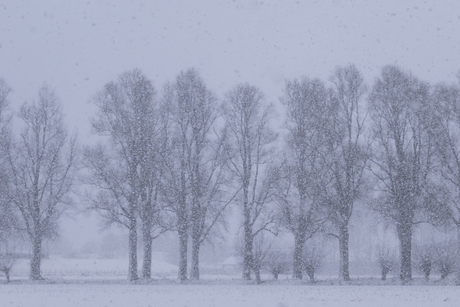 Bomen tijdens sneeuwbui