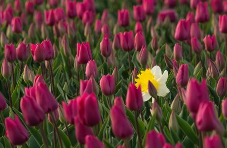 Vreemde eend tussen de tulpen