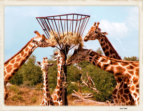 Giraffen aan de lunch