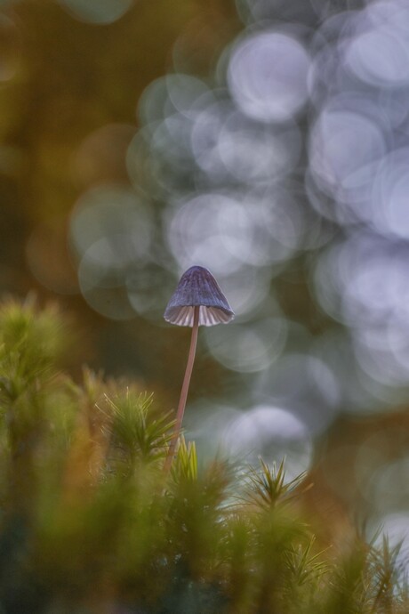Stoer, Teer en Kwetsbaar