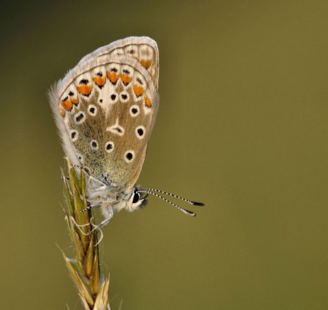 Icarus Blauwtje