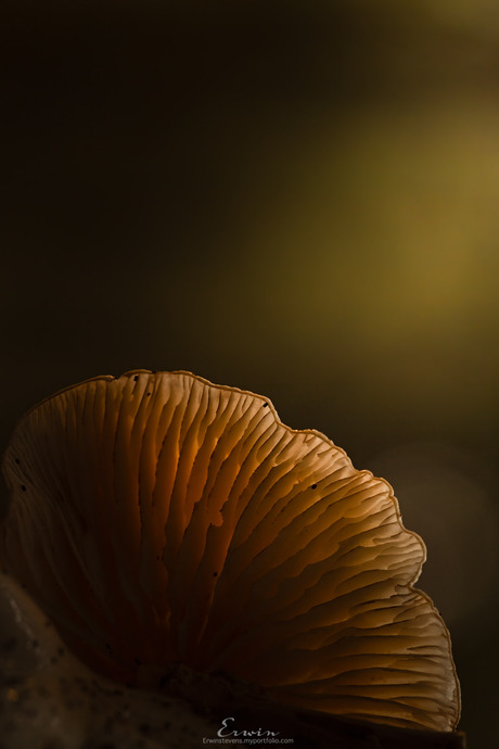 Licht door de Porseleinzwam