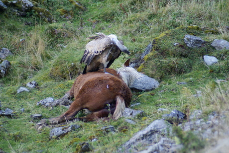 Vale gier (Gyps fulvus)