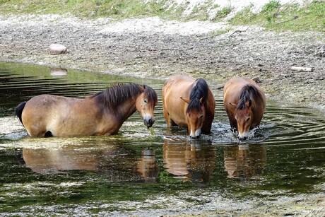 Exmoor ponies zoeken verkoeling