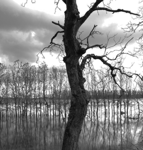 Biesbosch