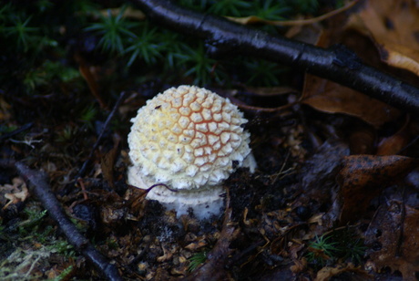 vliegezwam in wording....