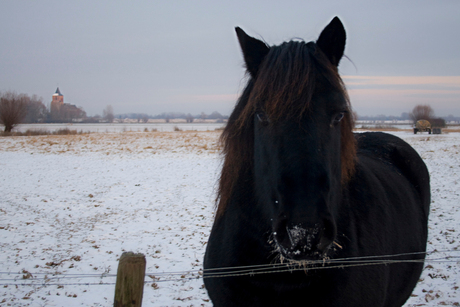 paard