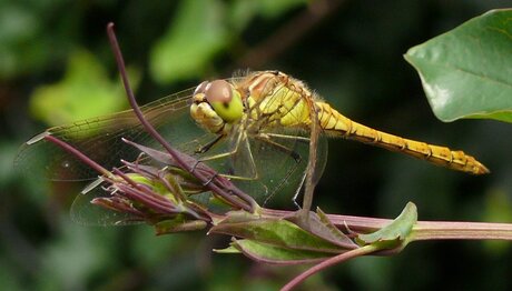 Lachende Libelle