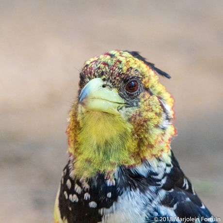 Kuifbaardvogel, zuid-Afrika