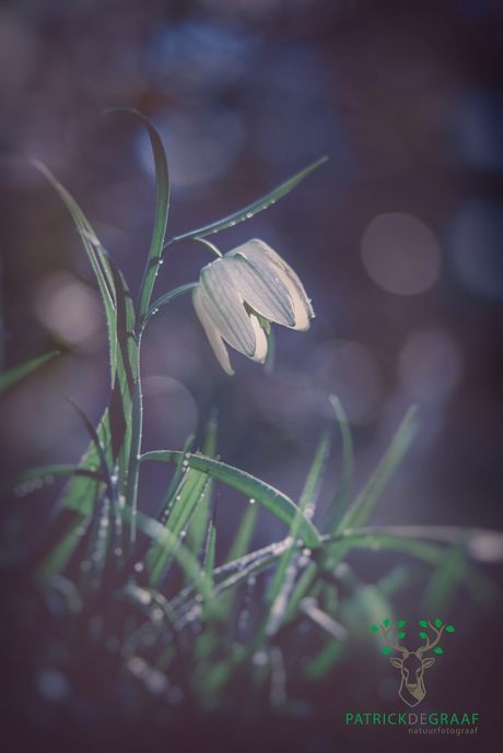 Kievitsbloem bokeh