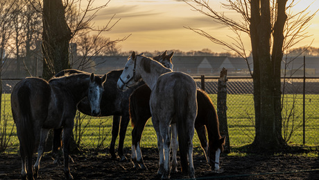 Paarden