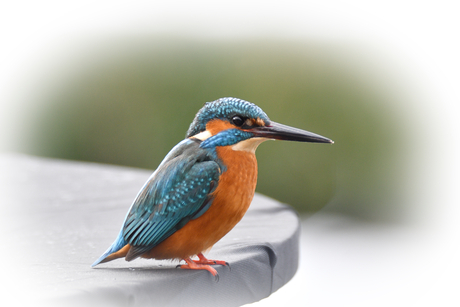 ijsvogel terug in de tuin