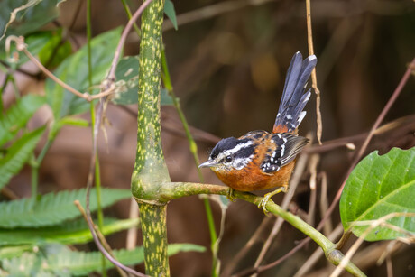 Witbrauwmiervogel