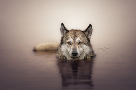 Wolfhond in het water