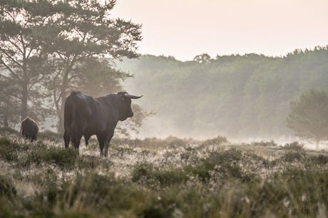Stier en kalf