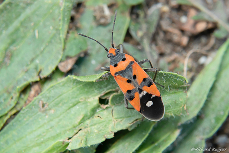 Prachtridderwants (Lygaeus equestris)