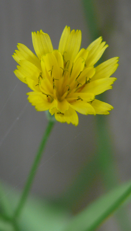 4 mm bloem