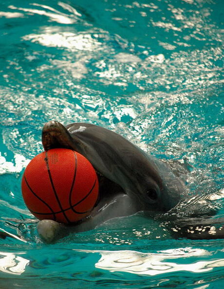 Spelende dolfijn