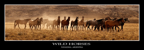 Wild Horses