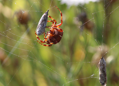 Rodekruisspin met zijn prooien