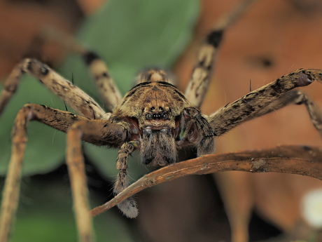 Huntsman spider