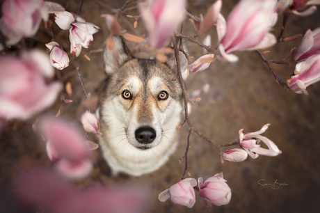 Wolfhond tussen magnolia