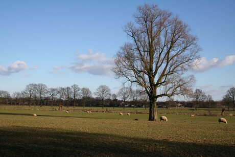 Landschap met schapen