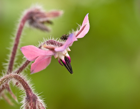 Roze Komkommerkruid bloempje