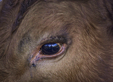 Oog van een koe