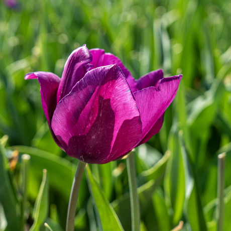 de paarse Tulp.