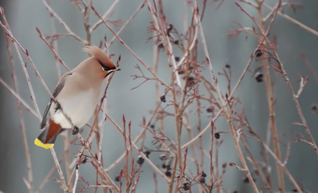 pestvogel